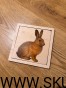 IMG_5826.jpeg