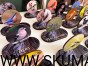 IMG_2337(1).jpg